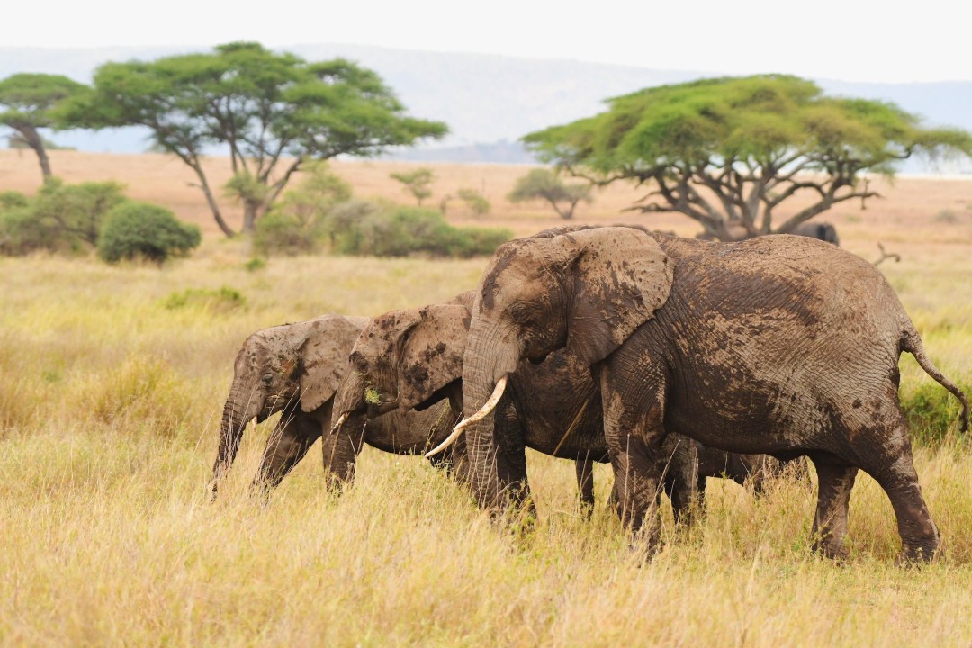 elephants-tanzania-savanna