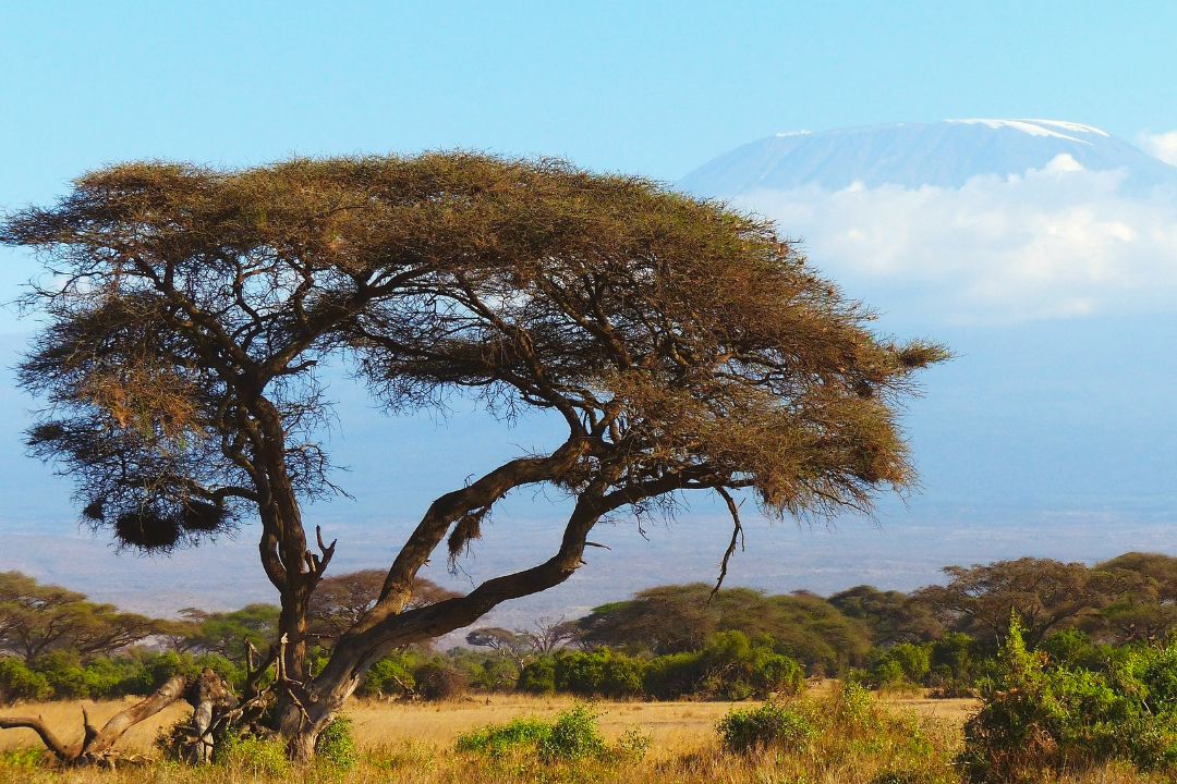 machame-kilimanjaro-forest-tree