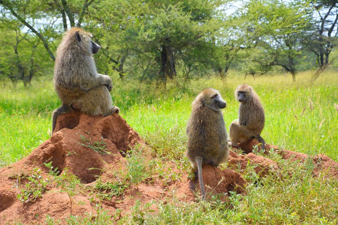serengeti-monkeys