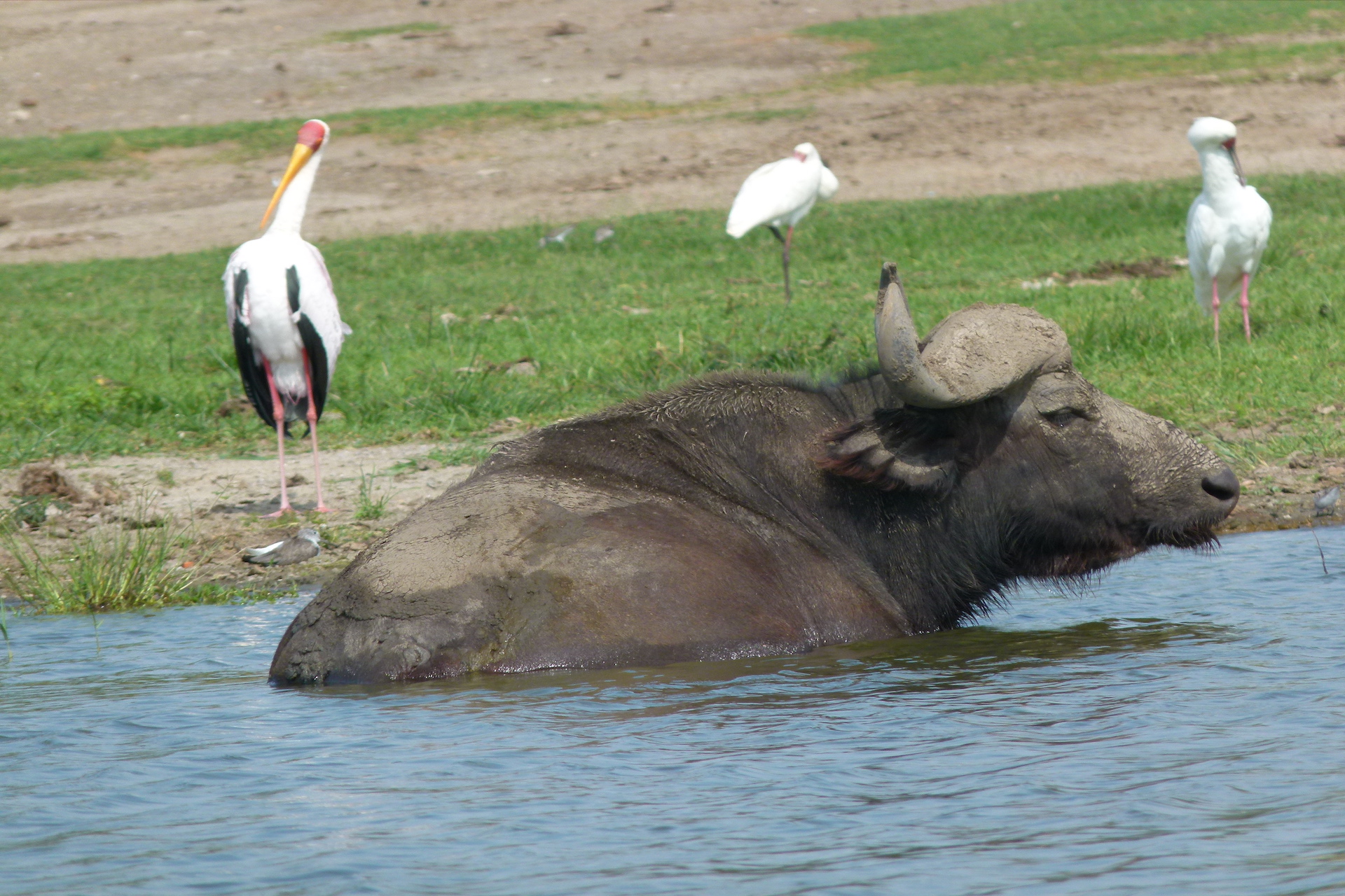 The Best Uganda has to offer with World Adventure Tours