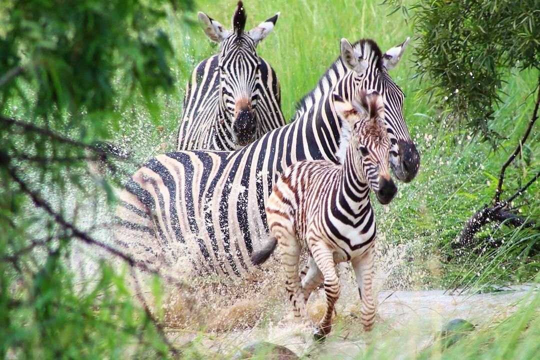 zebras-splashing-water-tanzania