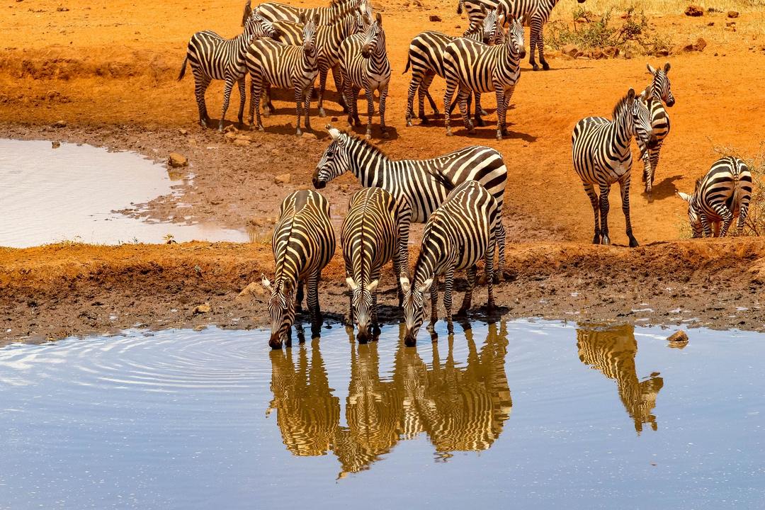 zebras-water-herd