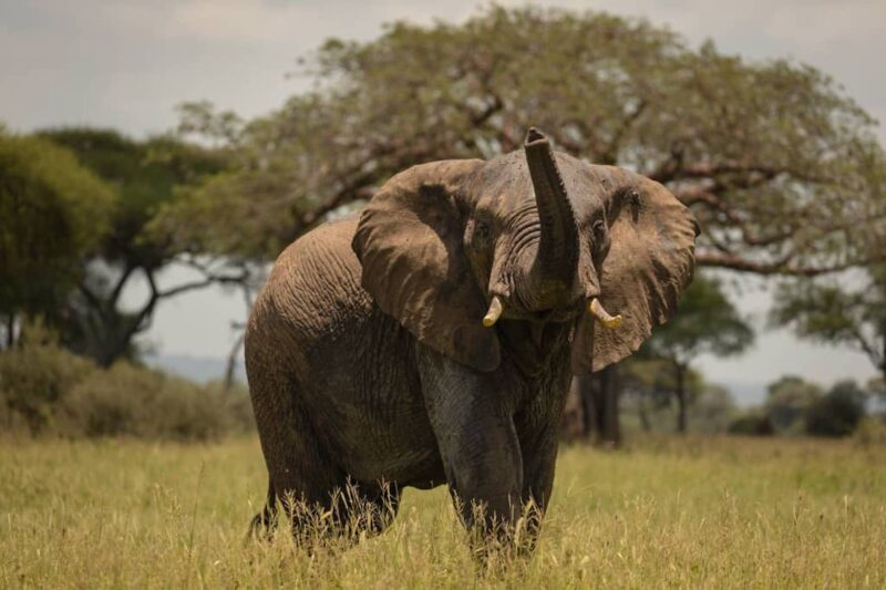 Elephant Safari with World Adventure Tours