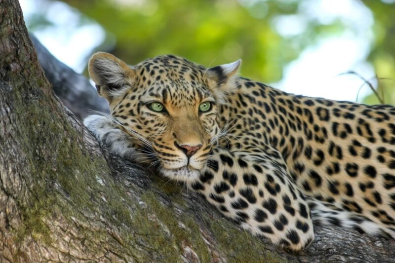leopard-luxury