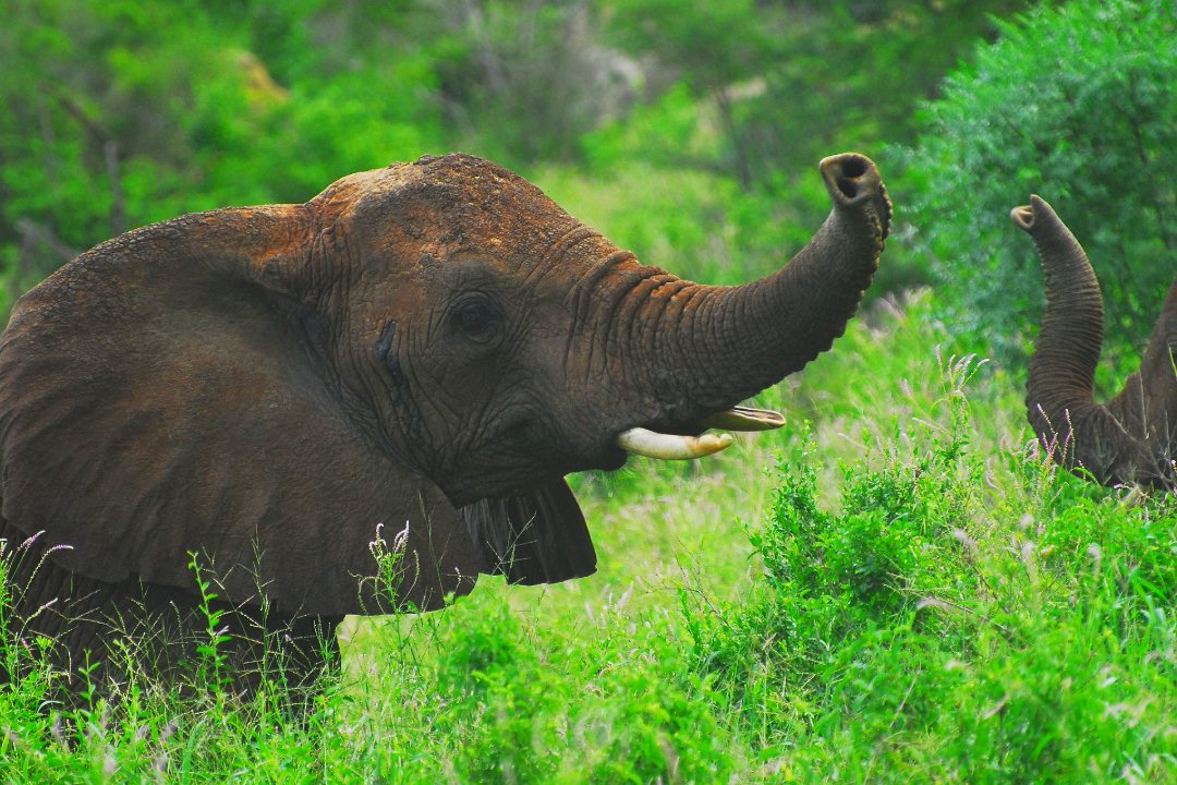 elephant-kenya