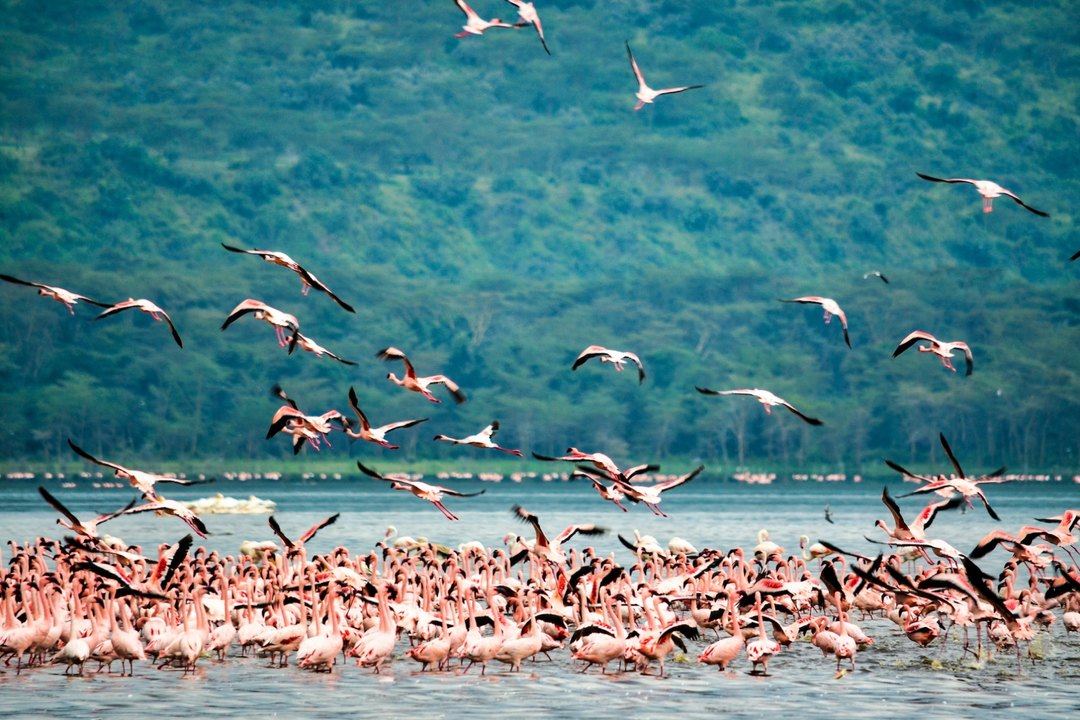 lake-nakuru-flamingos-org