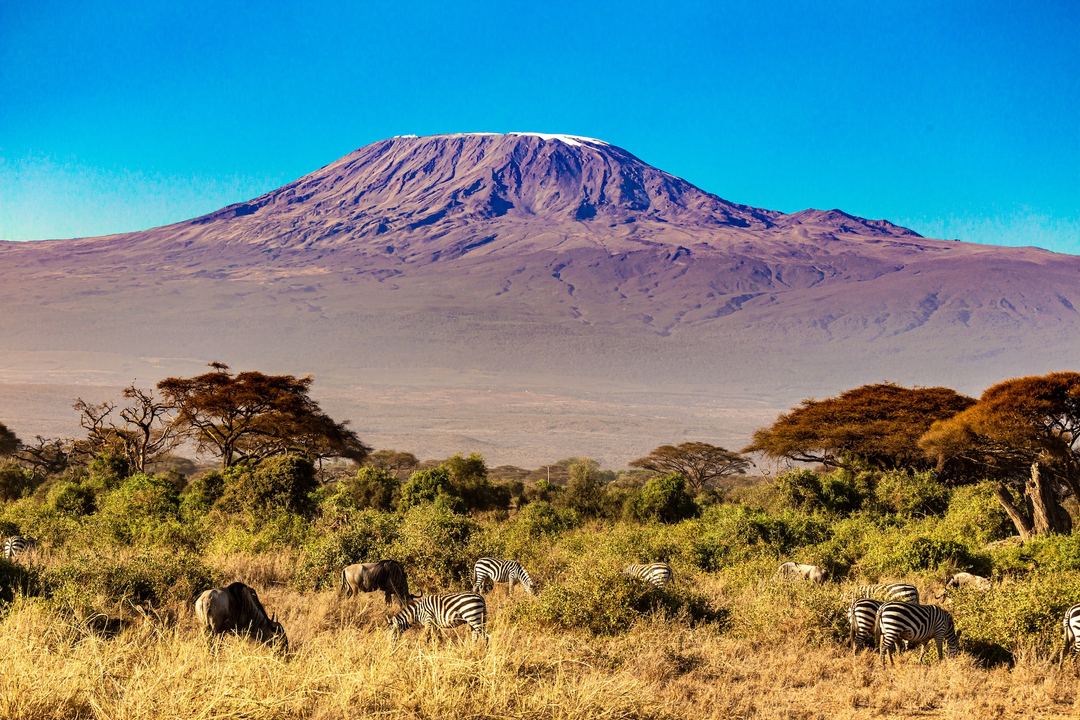 nature-kilimanjaro-zebras