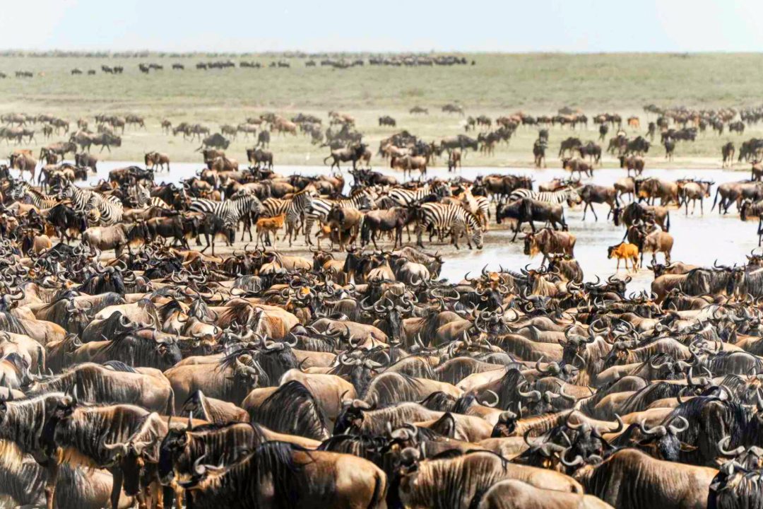 wildebeest-zebras-migration