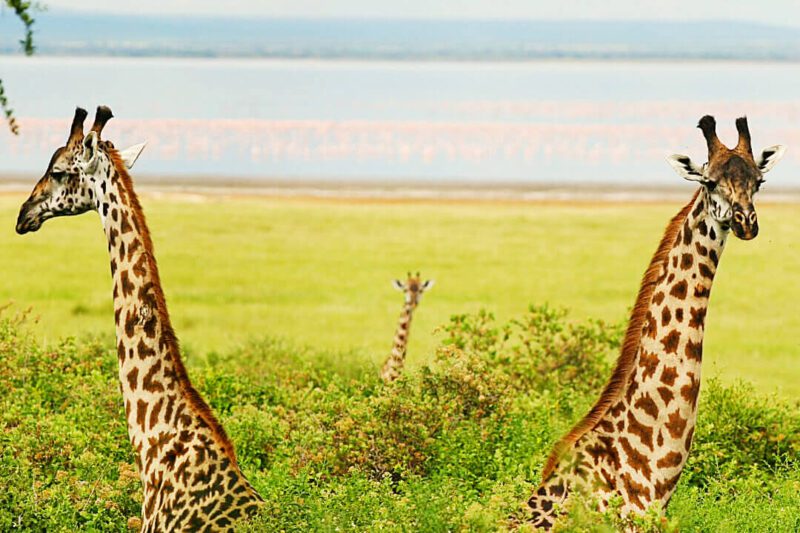 lake-manyara-giraffes